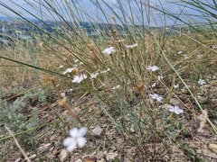 Dianthus