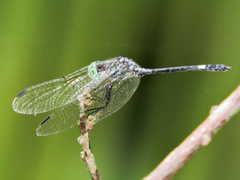Micrathyria ocellata