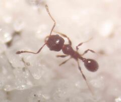 Pheidole littoralis
