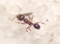 Pheidole littoralis