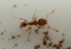 Pheidole flavens
