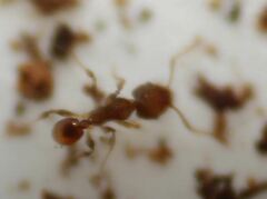 Pheidole flavens