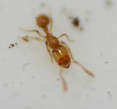 Solenopsis abdita