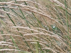 Poaceae