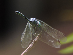 Micrathyria ocellata