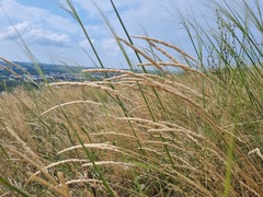 Poaceae