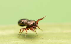 Sassacus cyaneus