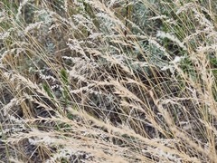 Poaceae