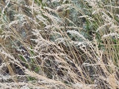 Poaceae