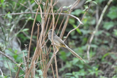 Prinia crinigera