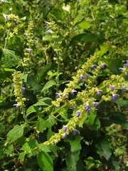 Salvia xalapensis