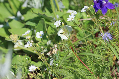 Cerastium arvense strictum