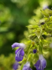 Salvia xalapensis