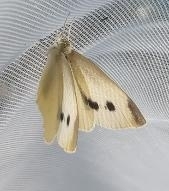 Pieris rapae