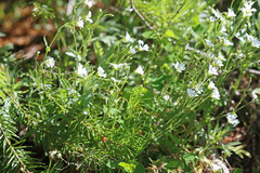 Cerastium arvense strictum