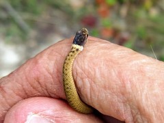 Storeria occipitomaculata obscura