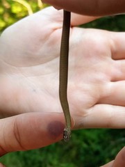 Storeria occipitomaculata obscura