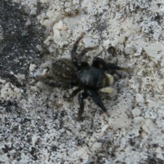 Euophrys herbigrada