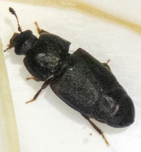 dusky sap beetle