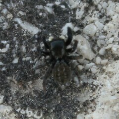 Euophrys herbigrada