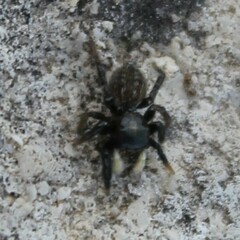 Euophrys herbigrada