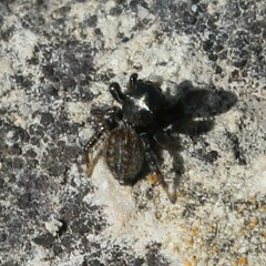 Euophrys herbigrada