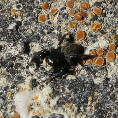 Euophrys herbigrada