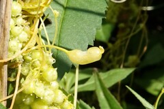 Smicronyx sculpticollis