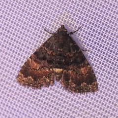 Metalectra richardsi