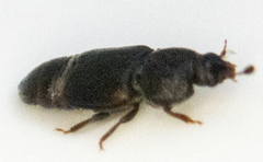 Caplothorax lugubris