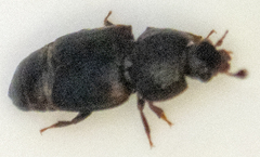 Caplothorax lugubris