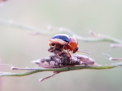 Cryptocephalus sehestedti