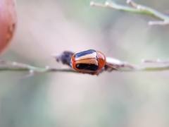 Cryptocephalus sehestedti