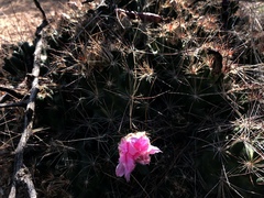 Coryphantha macromeris macromeris