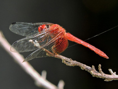 Dythemis maya