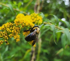 Xylocopa virginica