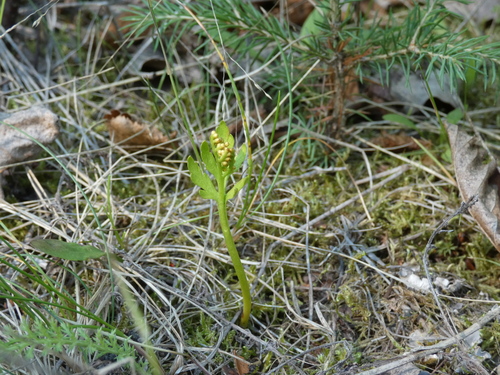 Image of Botrychium lanceolatum by (c) Alaina Krakowiak, some rights reserved (CC BY)