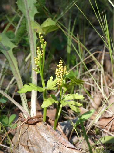 Image of Botrychium lanceolatum by (c) Alaina Krakowiak, some rights reserved (CC BY)