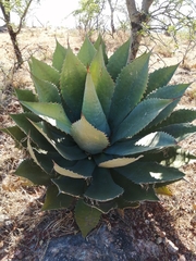 Agave cupreata
