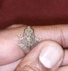 Tomopterna kachowskii