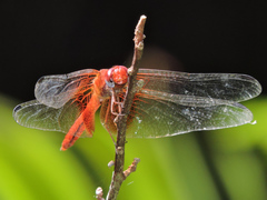 Dythemis maya