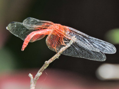 Dythemis maya