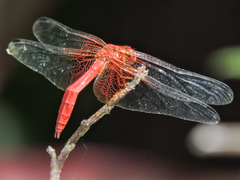 Dythemis maya