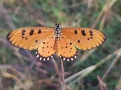 Acraea terpsicore