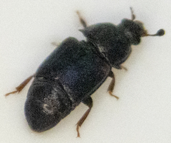 Caplothorax lugubris