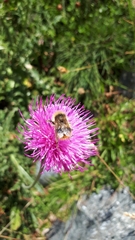 Bombus sichelii