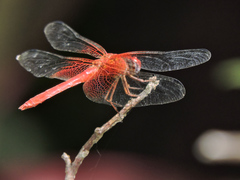 Dythemis maya