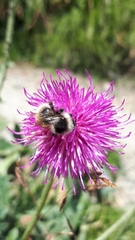 Bombus sichelii