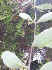 Struthanthus interruptus