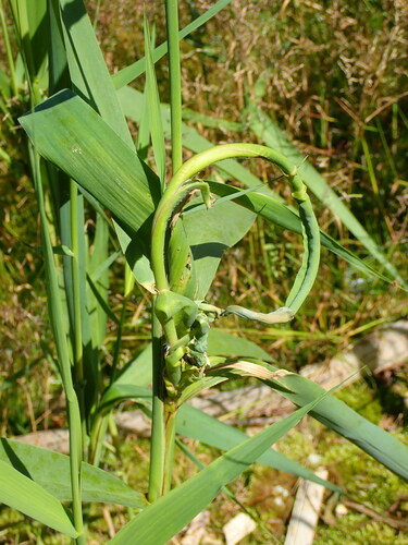 Steneotarsonemus phragmitidis